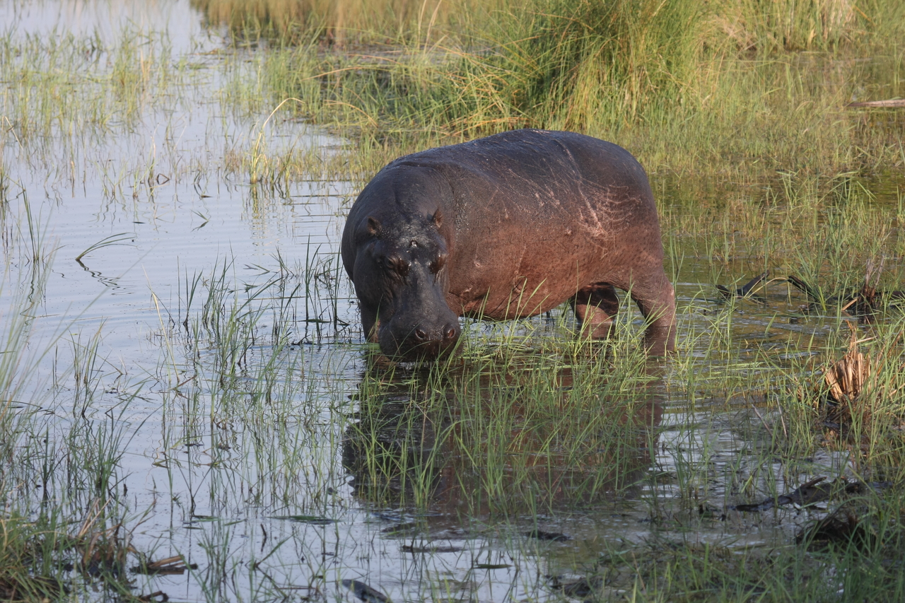[27529] 2016_07_02_02_44_50_Africa_Canon_EOS_40D_IMG__04544.jpg