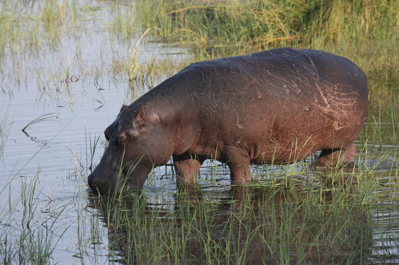 [27538] 2016_07_02_02_44_54_Africa_Canon_EOS_40D_IMG__04754.jpg