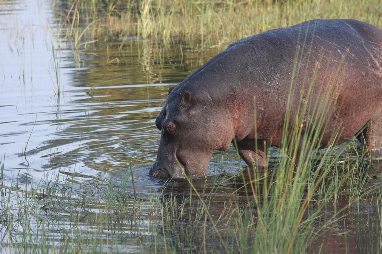 [27546] 2016_07_02_02_45_05_Africa_Canon_EOS_40D_IMG__12234.jpg