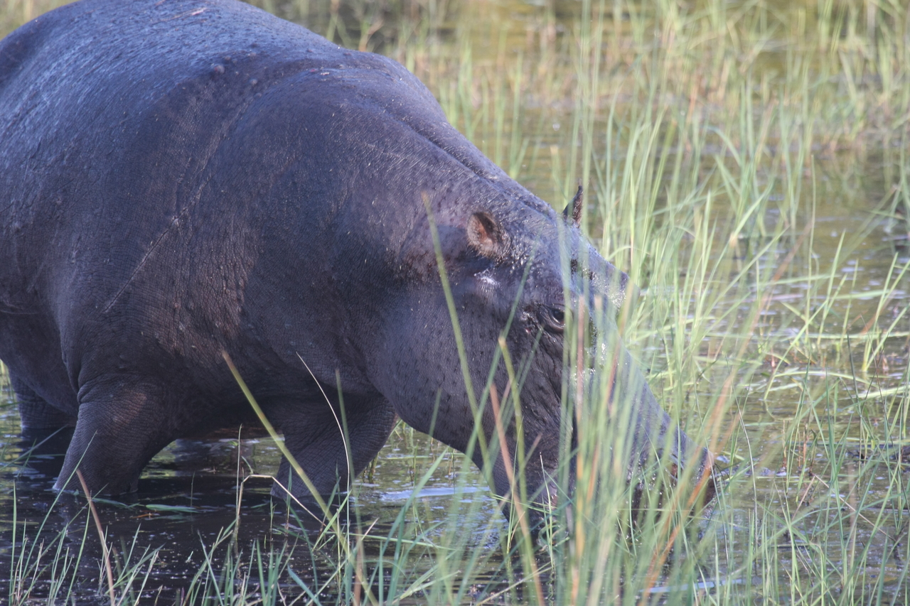 [27551] 2016_07_02_02_45_21_Africa_Canon_EOS_40D_IMG__04809.jpg