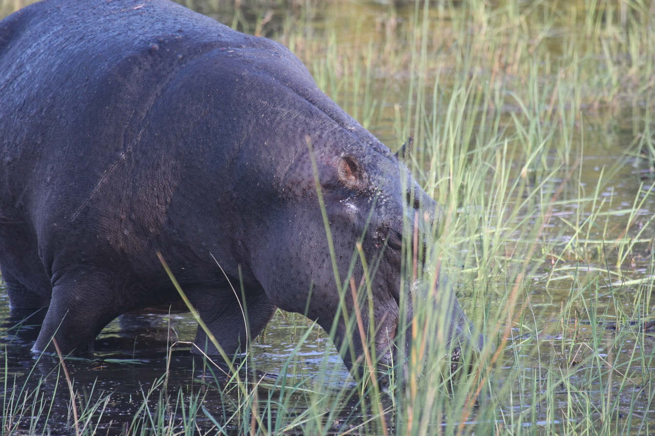 [27553] 2016_07_02_02_45_21_Africa_Canon_EOS_40D_IMG__12245.jpg