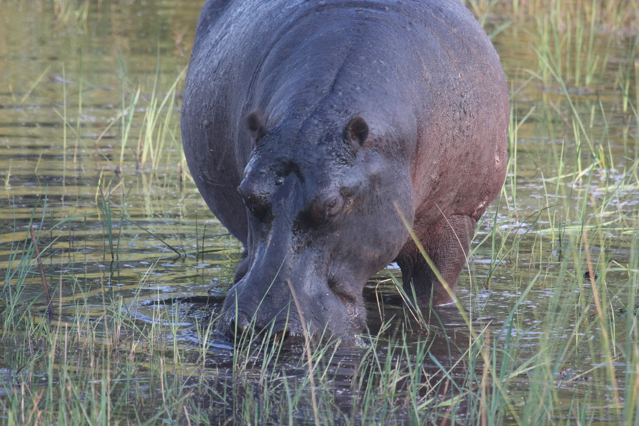 [27563] 2016_07_02_02_45_25_Africa_Canon_EOS_40D_IMG__12004.jpg