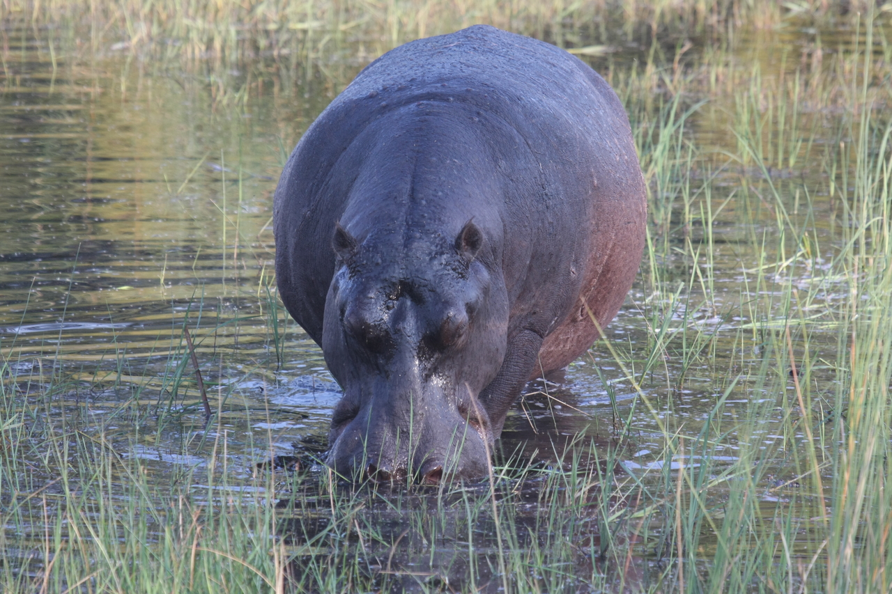 [27574] 2016_07_02_02_45_30_Africa_Canon_EOS_40D_IMG__04601.jpg