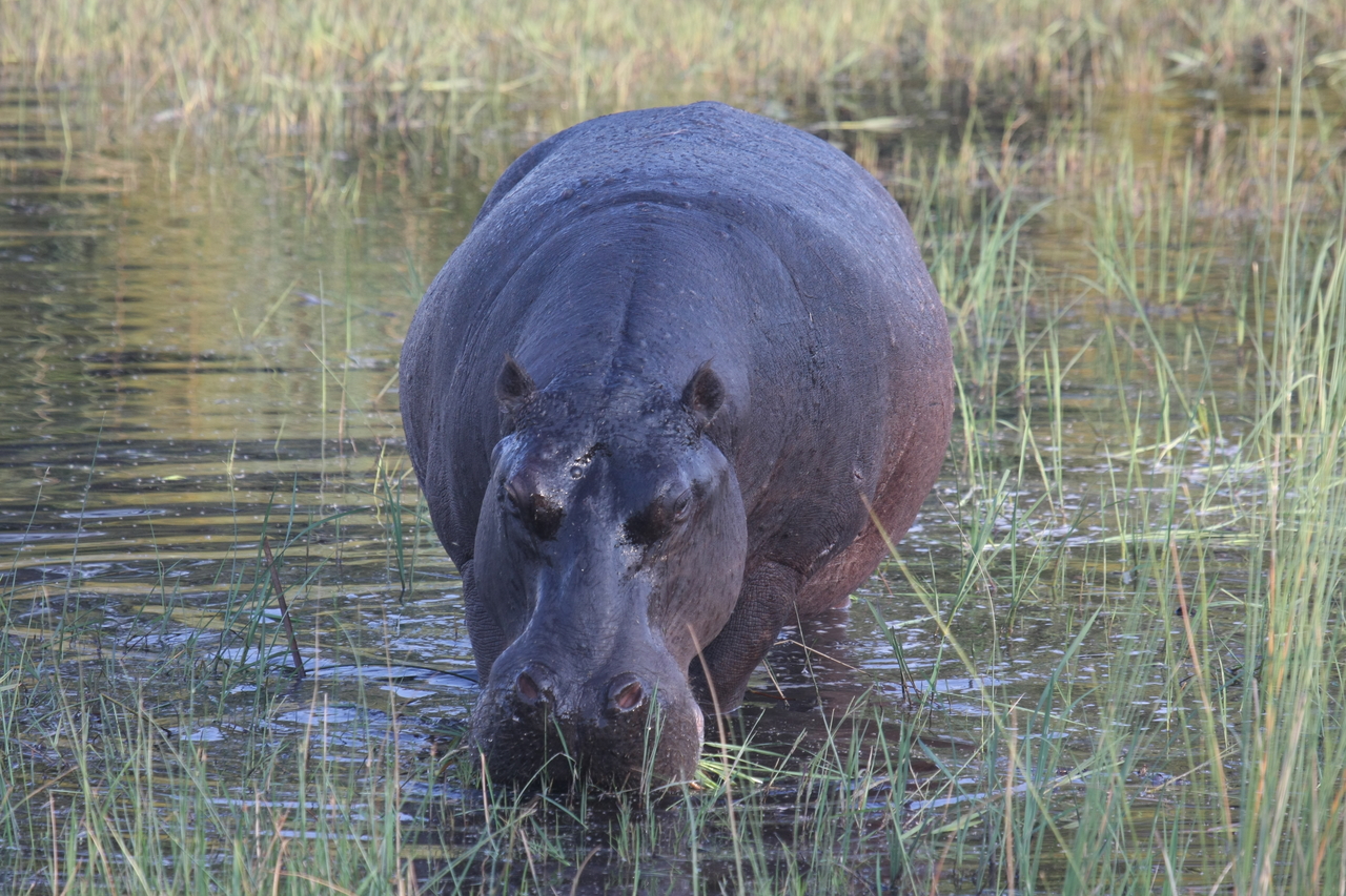 [27582] 2016_07_02_02_45_31_Africa_Canon_EOS_40D_IMG__12081.jpg