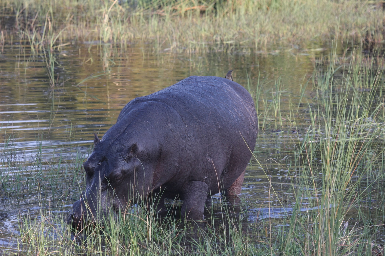 [27596] 2016_07_02_02_45_59_Africa_Canon_EOS_40D_IMG__00158.jpg