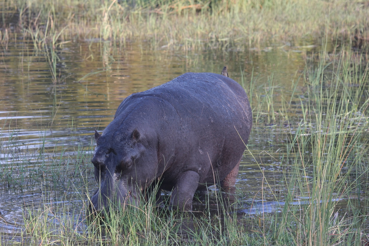 [27597] 2016_07_02_02_45_59_Africa_Canon_EOS_40D_IMG__00169.jpg