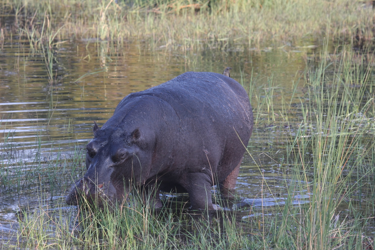 [27601] 2016_07_02_02_45_59_Africa_Canon_EOS_40D_IMG__12137.jpg