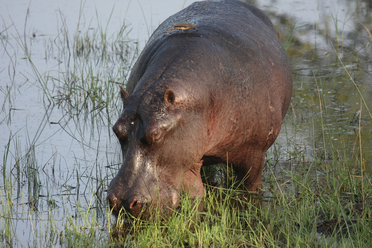 [27609] 2016_07_02_02_46_56_Africa_Canon_EOS_40D_IMG__12181.jpg