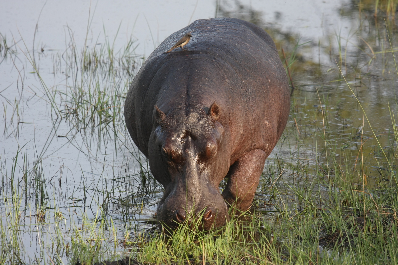 [27610] 2016_07_02_02_46_58_Africa_Canon_EOS_40D_IMG__00202.jpg