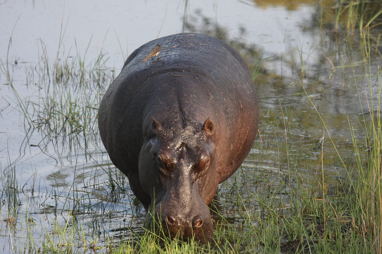 [27617] 2016_07_02_02_47_00_Africa_Canon_EOS_40D_IMG__00213.jpg