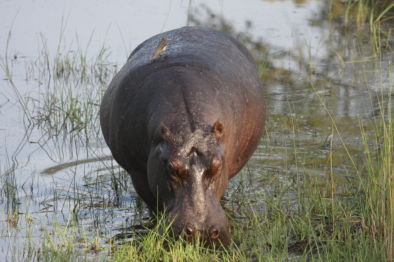 [27620] 2016_07_02_02_47_00_Africa_Canon_EOS_40D_IMG__12202.jpg