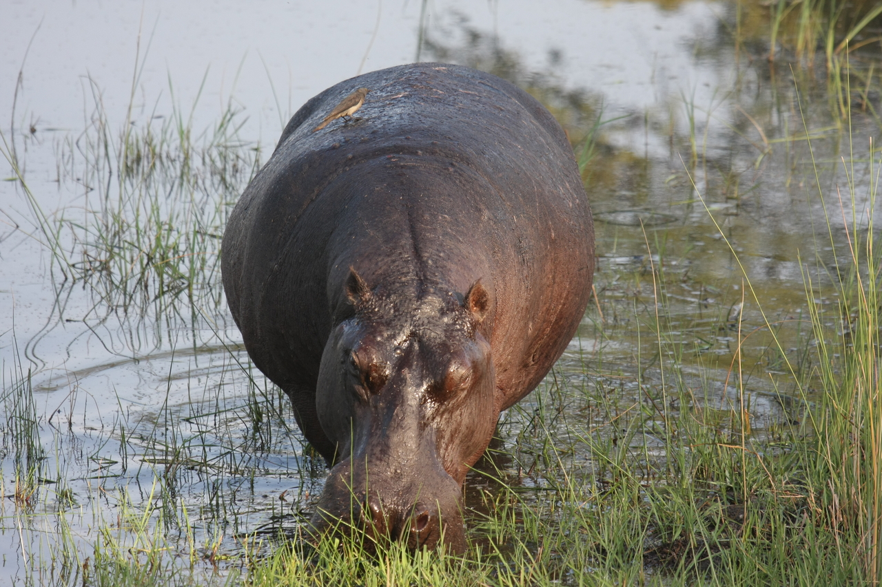 [27624] 2016_07_02_02_47_01_Africa_Canon_EOS_40D_IMG__04757.jpg