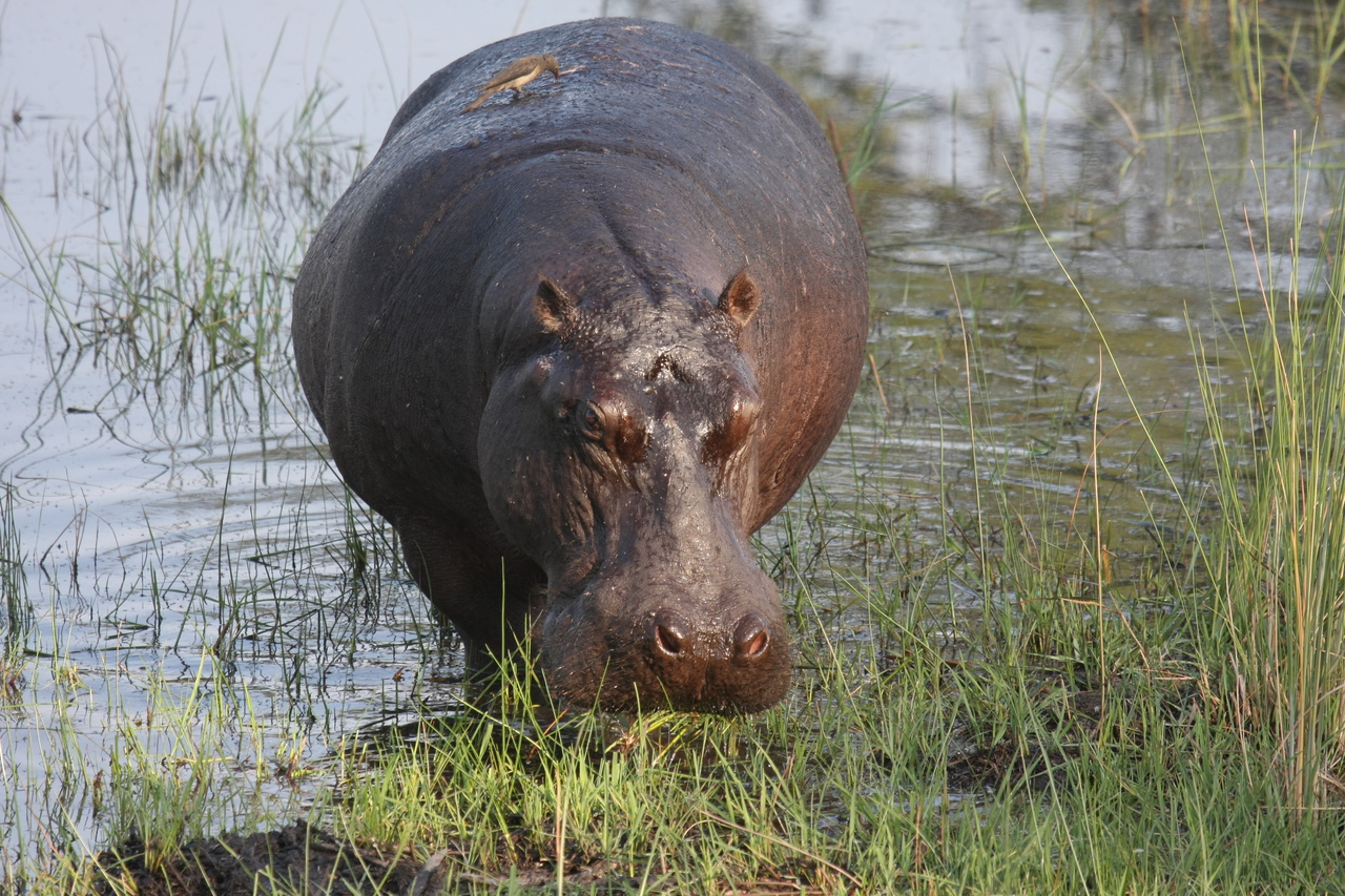 [27630] 2016_07_02_02_47_02_Africa_Canon_EOS_40D_IMG__12206.jpg