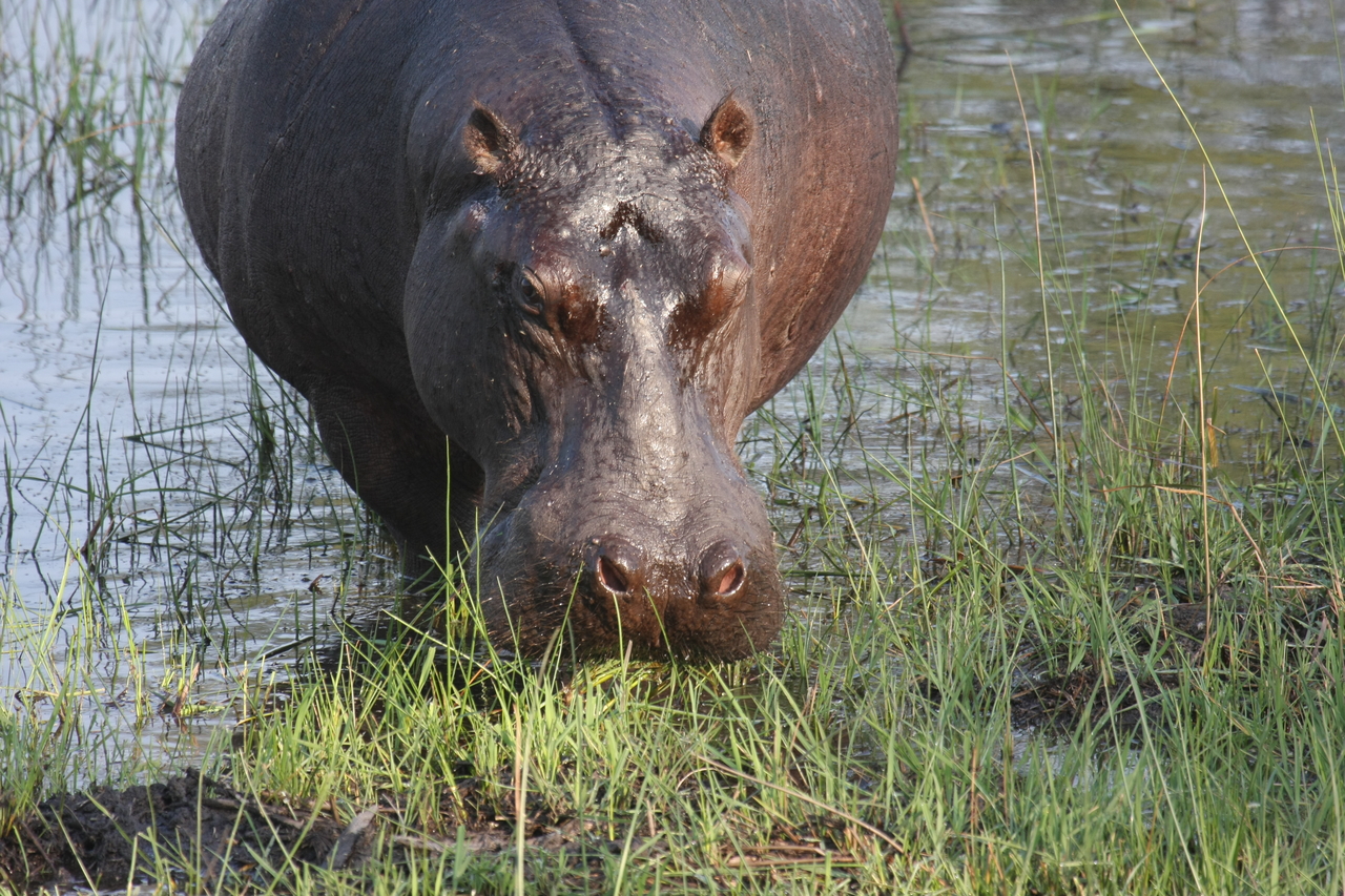 [27639] 2016_07_02_02_47_06_Africa_Canon_EOS_40D_IMG__12209.jpg