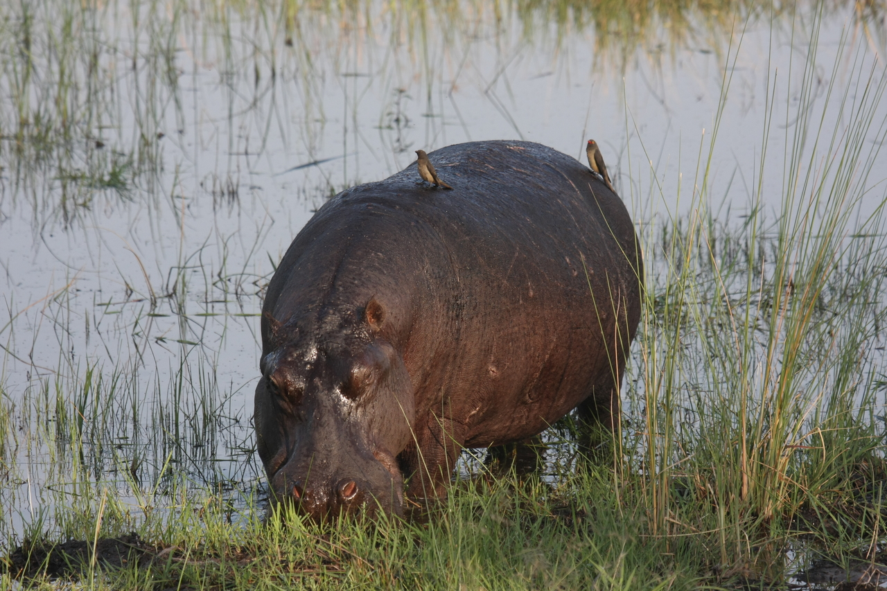 [27651] 2016_07_02_02_47_46_Africa_Canon_EOS_40D_IMG__12214.jpg