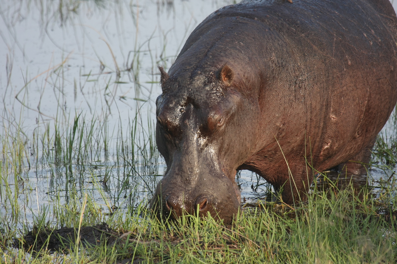 [27655] 2016_07_02_02_47_49_Africa_Canon_EOS_40D_IMG__04768.jpg