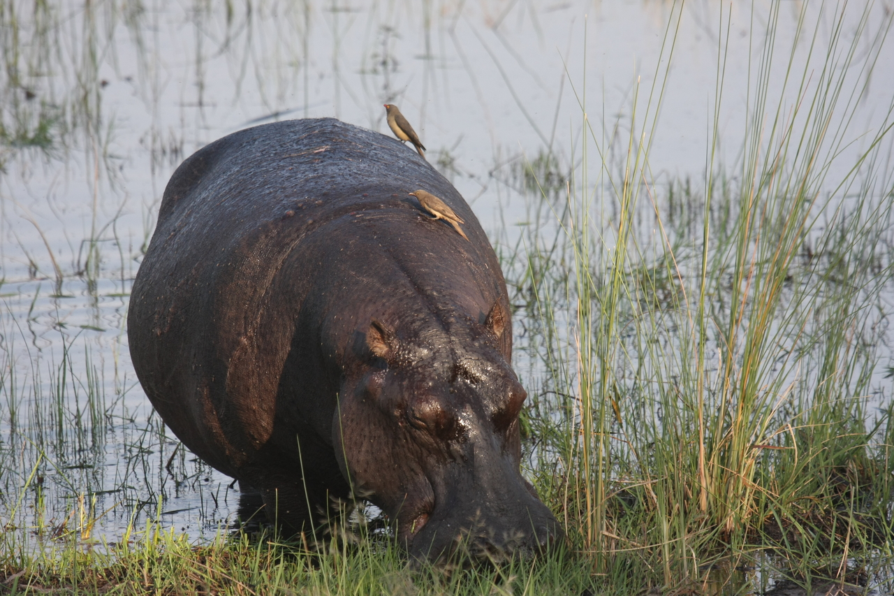 [27672] 2016_07_02_02_48_03_Africa_Canon_EOS_40D_IMG__04775.jpg