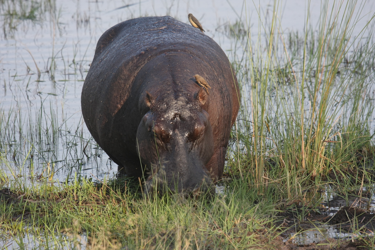 [27680] 2016_07_02_02_48_08_Africa_Canon_EOS_40D_IMG__04778.jpg