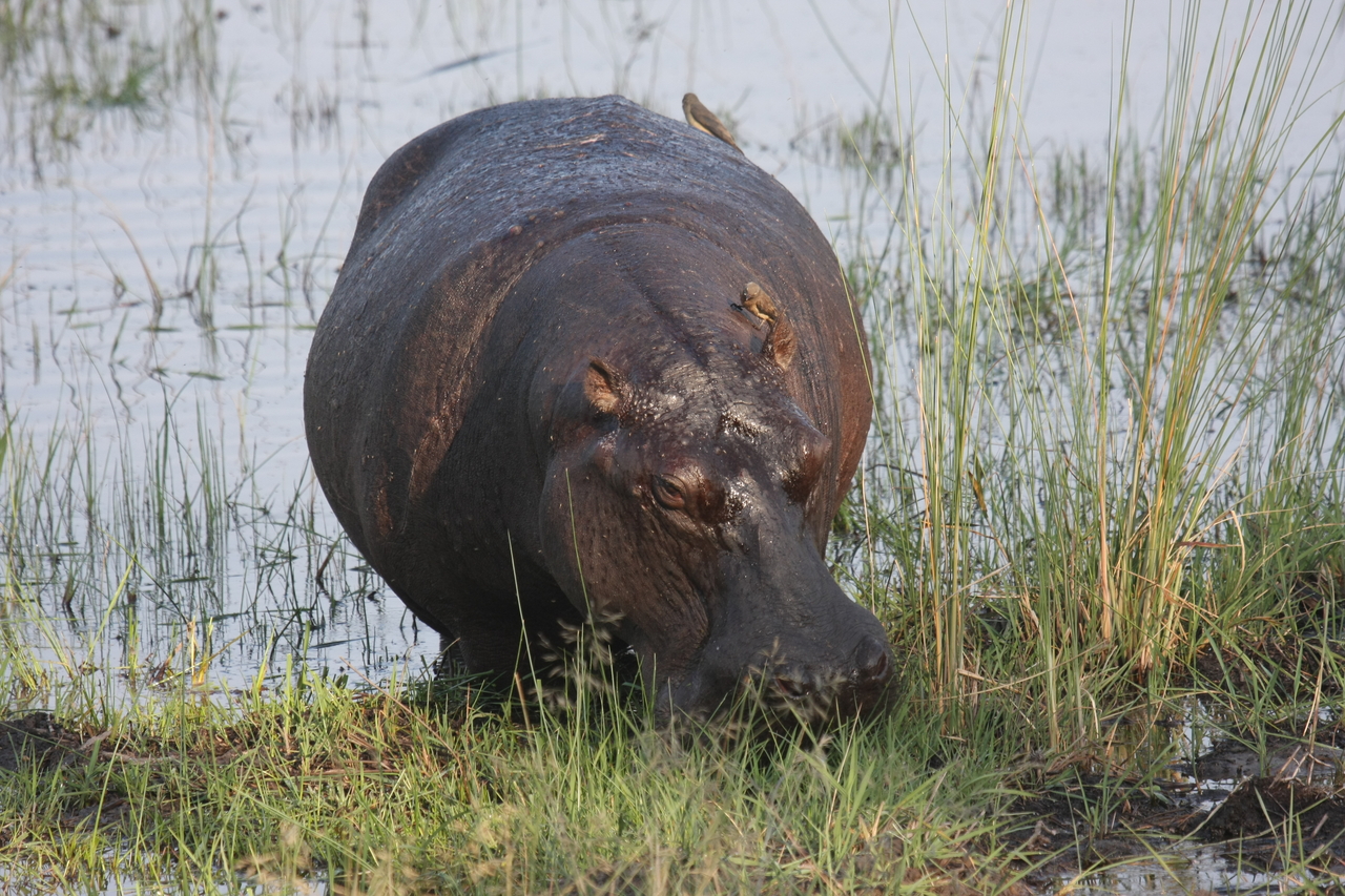 [27681] 2016_07_02_02_48_08_Africa_Canon_EOS_40D_IMG__04779.jpg