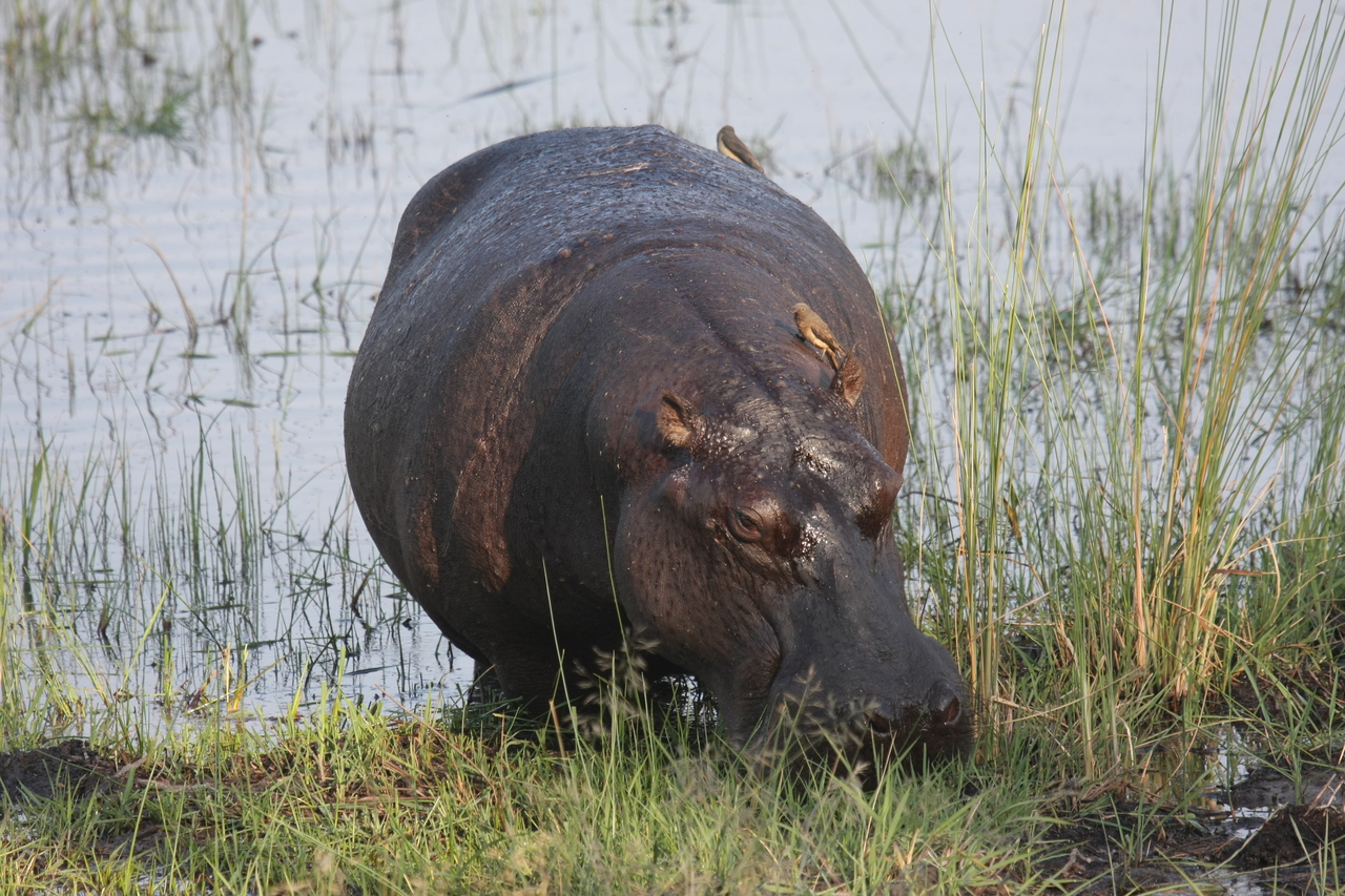 [27687] 2016_07_02_02_48_09_Africa_Canon_EOS_40D_IMG__12227.jpg