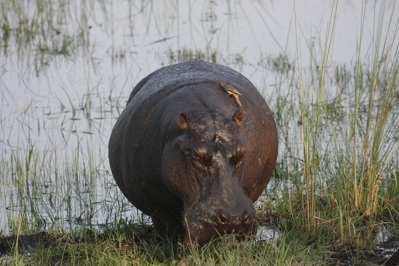 [27699] 2016_07_02_02_48_38_Africa_Canon_EOS_40D_IMG__00243.jpg