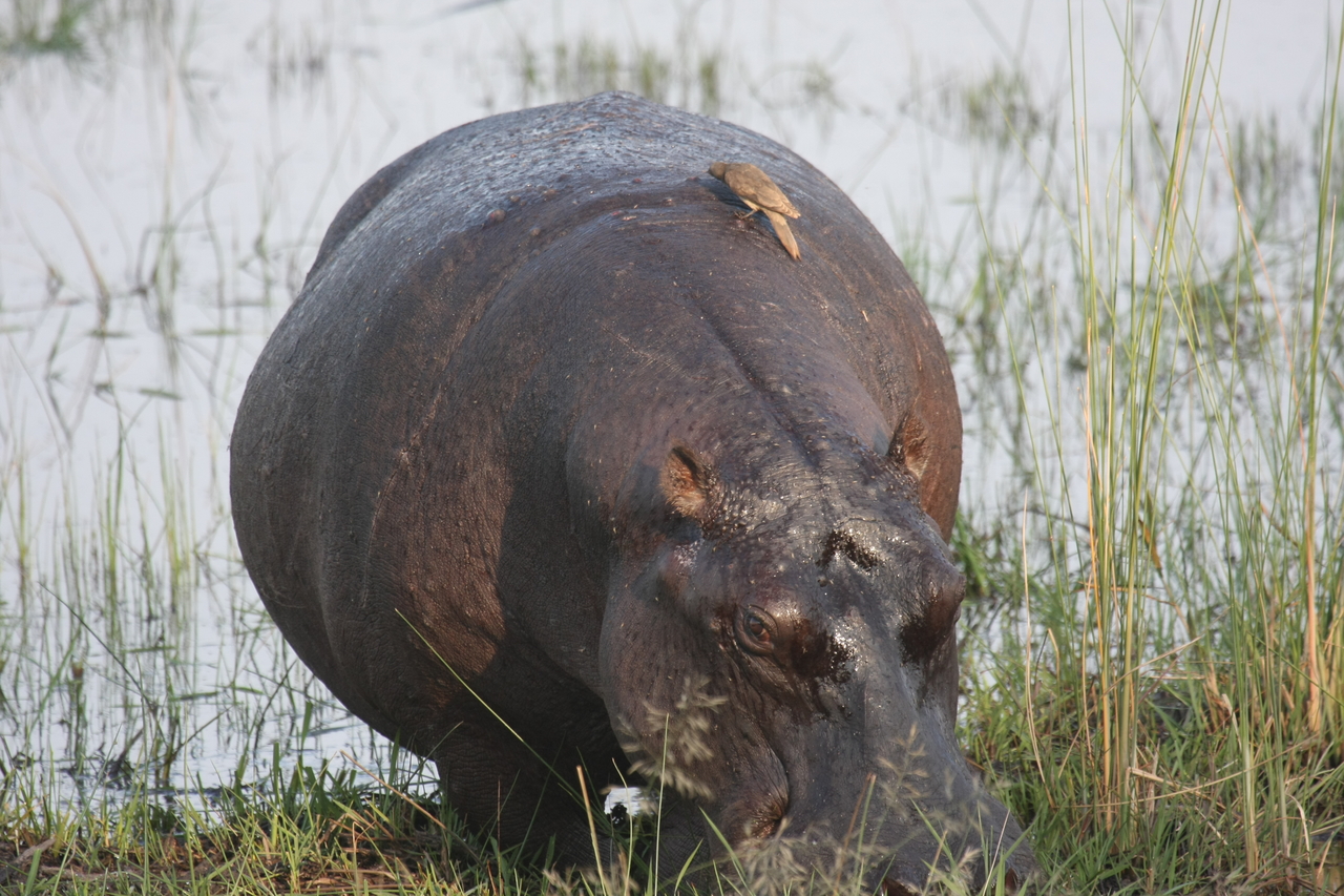 [27709] 2016_07_02_02_48_44_Africa_Canon_EOS_40D_IMG__04788.jpg