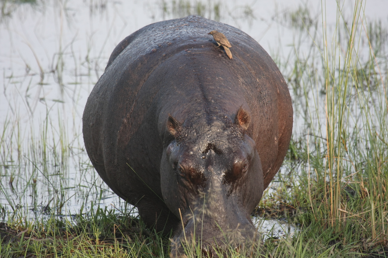 [27714] 2016_07_02_02_48_44_Africa_Canon_EOS_40D_IMG__12237.jpg