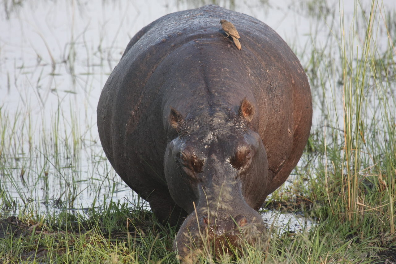 [27717] 2016_07_02_02_48_45_Africa_Canon_EOS_40D_IMG__12238.jpg