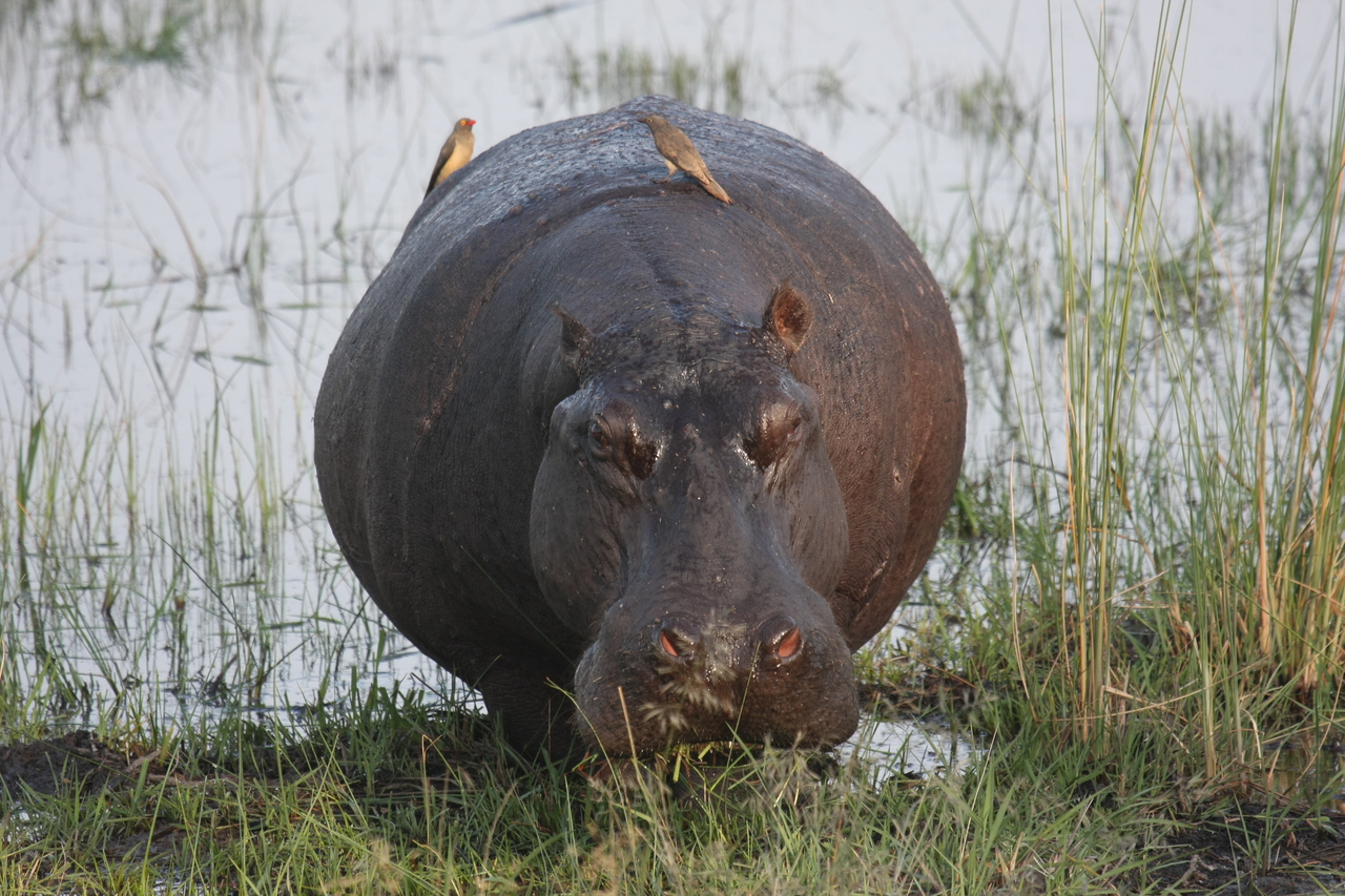 [27722] 2016_07_02_02_48_48_Africa_Canon_EOS_40D_IMG__04793.jpg