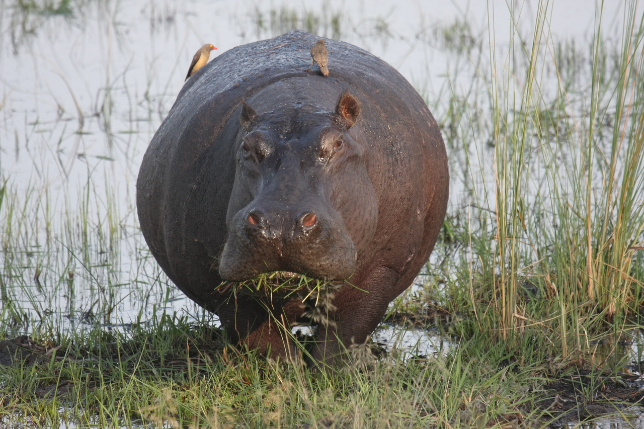 [27727] 2016_07_02_02_48_49_Africa_Canon_EOS_40D_IMG__00252.jpg