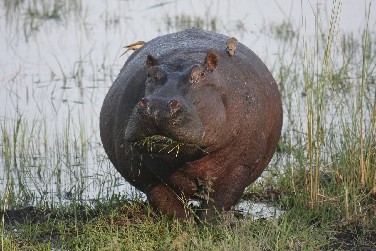 [27732] 2016_07_02_02_48_49_Africa_Canon_EOS_40D_IMG__04797.jpg