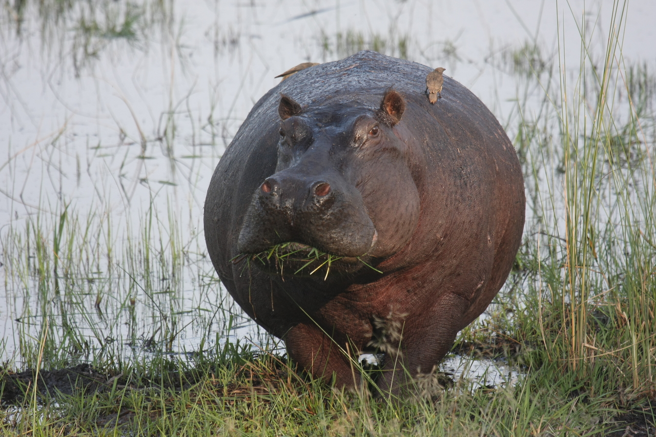 [27738] 2016_07_02_02_48_50_Africa_Canon_EOS_40D_IMG__00258.jpg