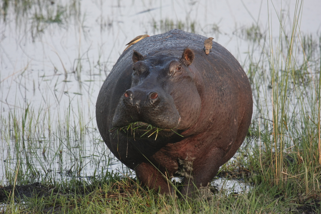 [27740] 2016_07_02_02_48_50_Africa_Canon_EOS_40D_IMG__04800.jpg