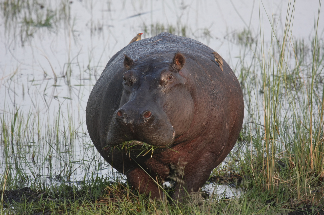 [27749] 2016_07_02_02_48_52_Africa_Canon_EOS_40D_IMG__04803.jpg