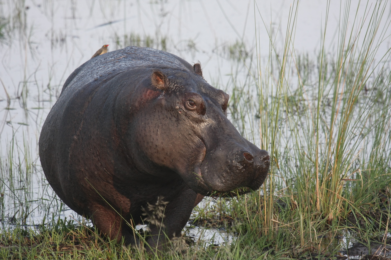 [27770] 2016_07_02_02_48_54_Africa_Canon_EOS_40D_IMG__12257.jpg