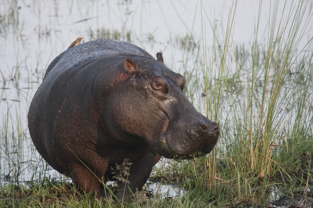 [27771] 2016_07_02_02_48_54_Africa_Canon_EOS_40D_IMG__12258.jpg