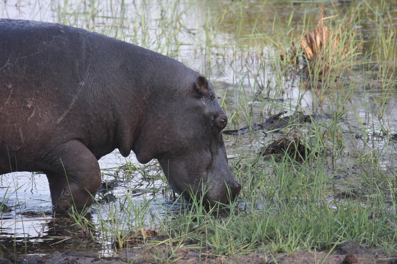 [27784] 2016_07_02_02_49_16_Africa_Canon_EOS_40D_IMG__12261.jpg