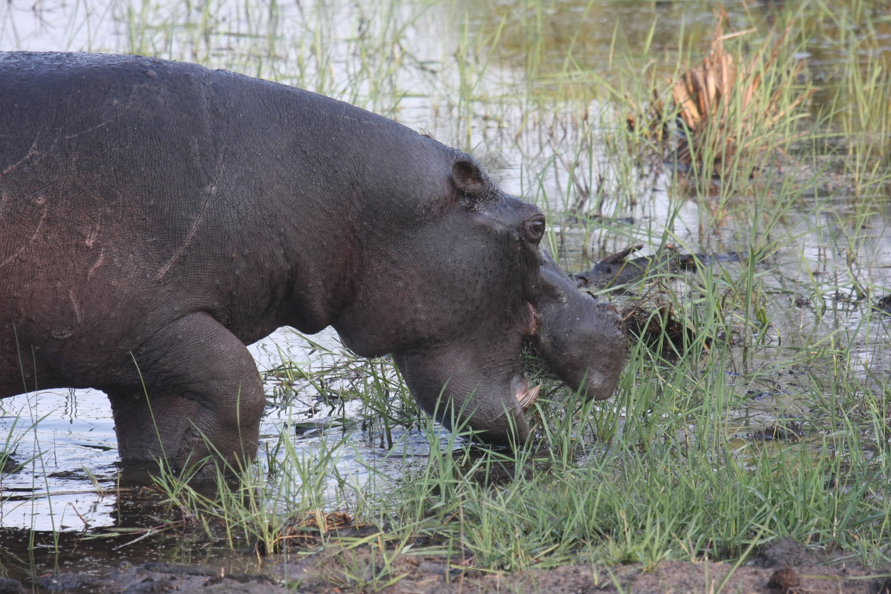[27786] 2016_07_02_02_49_16_Africa_Canon_EOS_40D_IMG__12263.jpg