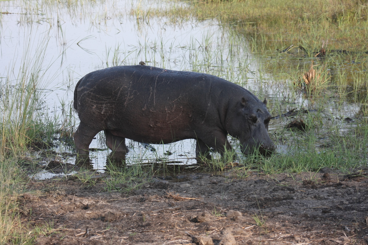 [27787] 2016_07_02_02_49_22_Africa_Canon_EOS_40D_IMG__00274.jpg