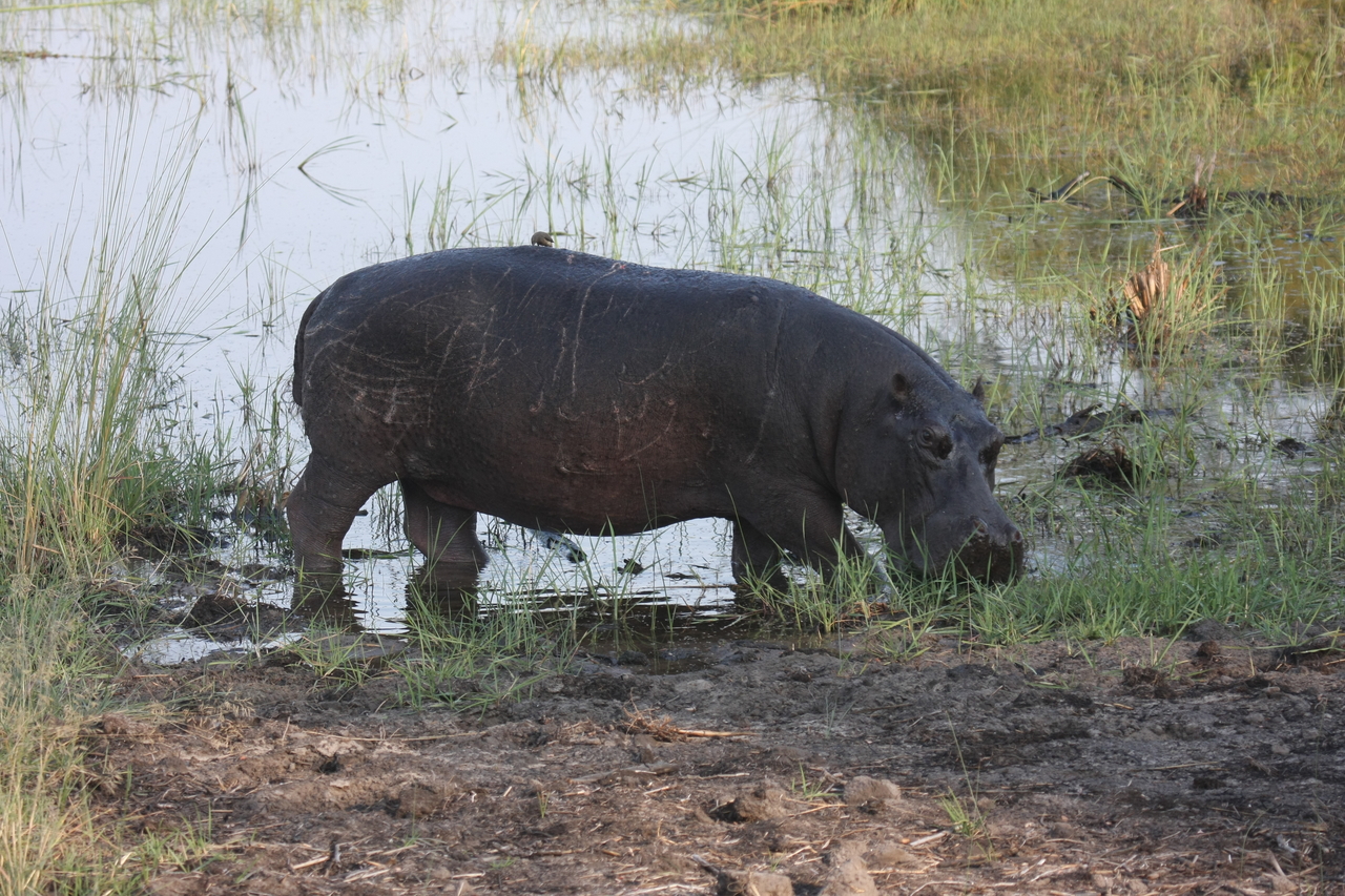 [27794] 2016_07_02_02_49_22_Africa_Canon_EOS_40D_IMG__12265.jpg