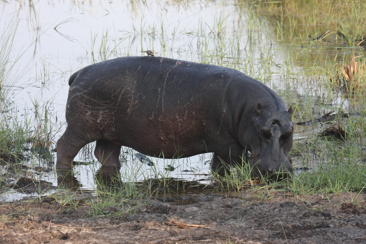 [27804] 2016_07_02_02_49_25_Africa_Canon_EOS_40D_IMG__04823.jpg