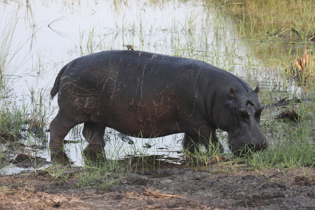 [27807] 2016_07_02_02_49_25_Africa_Canon_EOS_40D_IMG__12271.jpg