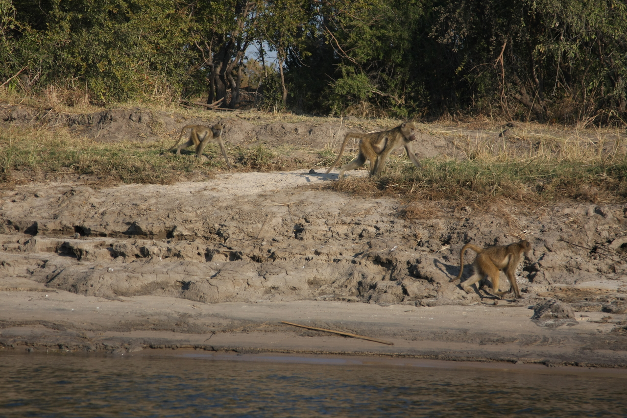 [28268] 2016_07_02_10_27_49_Africa_Canon_EOS_40D_IMG__04611.jpg