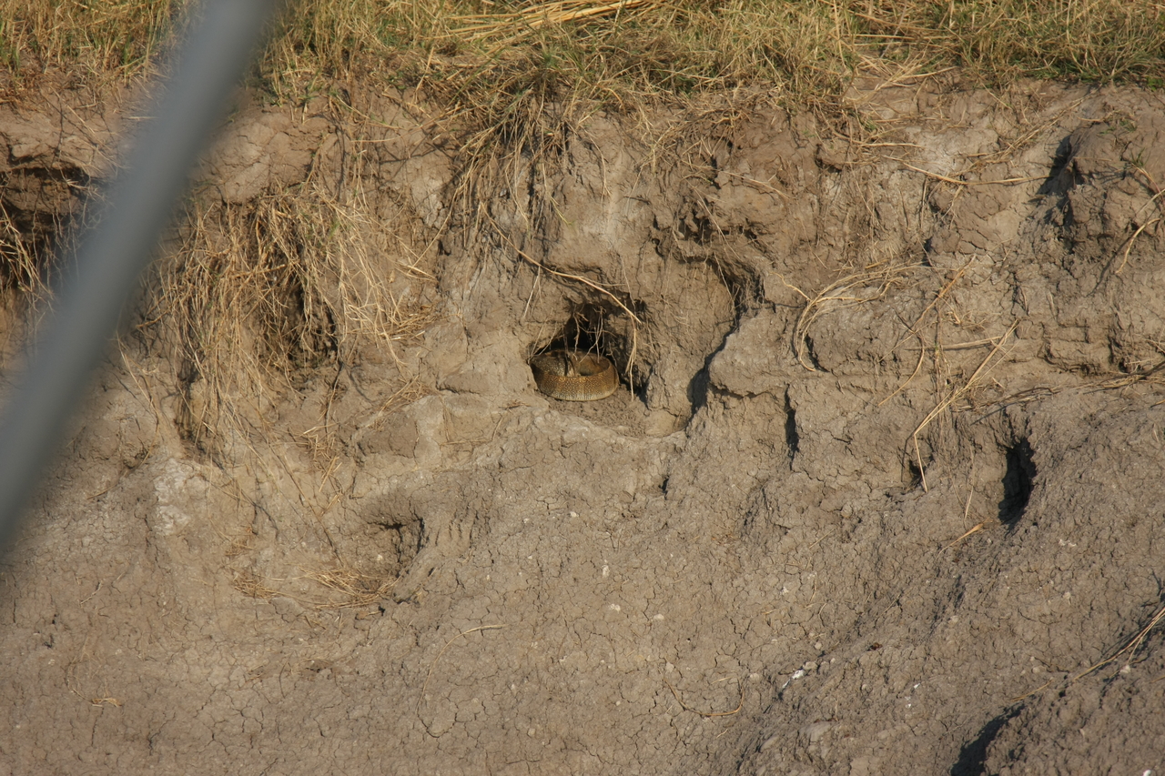 [28352] 2016_07_02_10_45_39_Africa_Canon_EOS_40D_IMG__12086.jpg