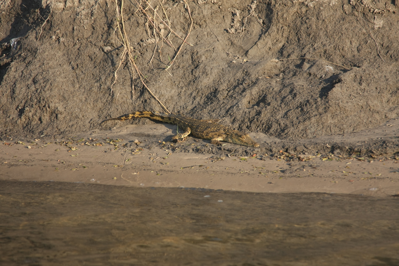 [28362] 2016_07_02_10_49_24_Africa_Canon_EOS_40D_IMG__04643.jpg