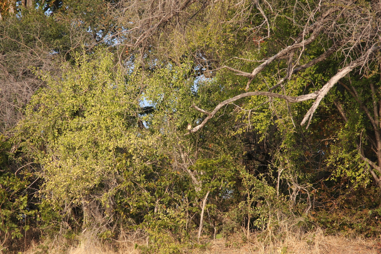 [28384] 2016_07_02_10_55_46_Africa_Canon_EOS_40D_IMG__04651.jpg