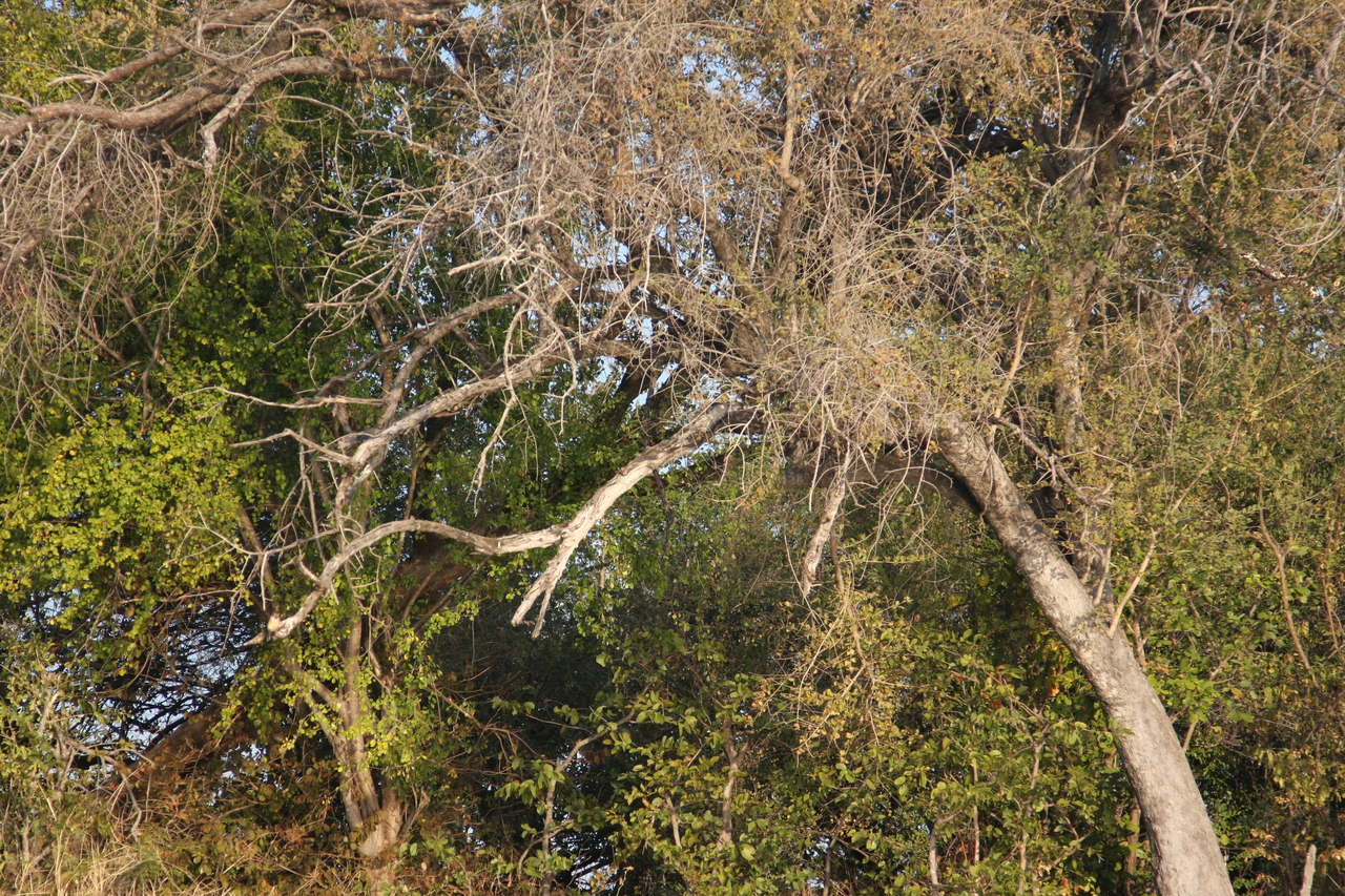 [28391] 2016_07_02_10_56_34_Africa_Canon_EOS_40D_IMG__04653.jpg