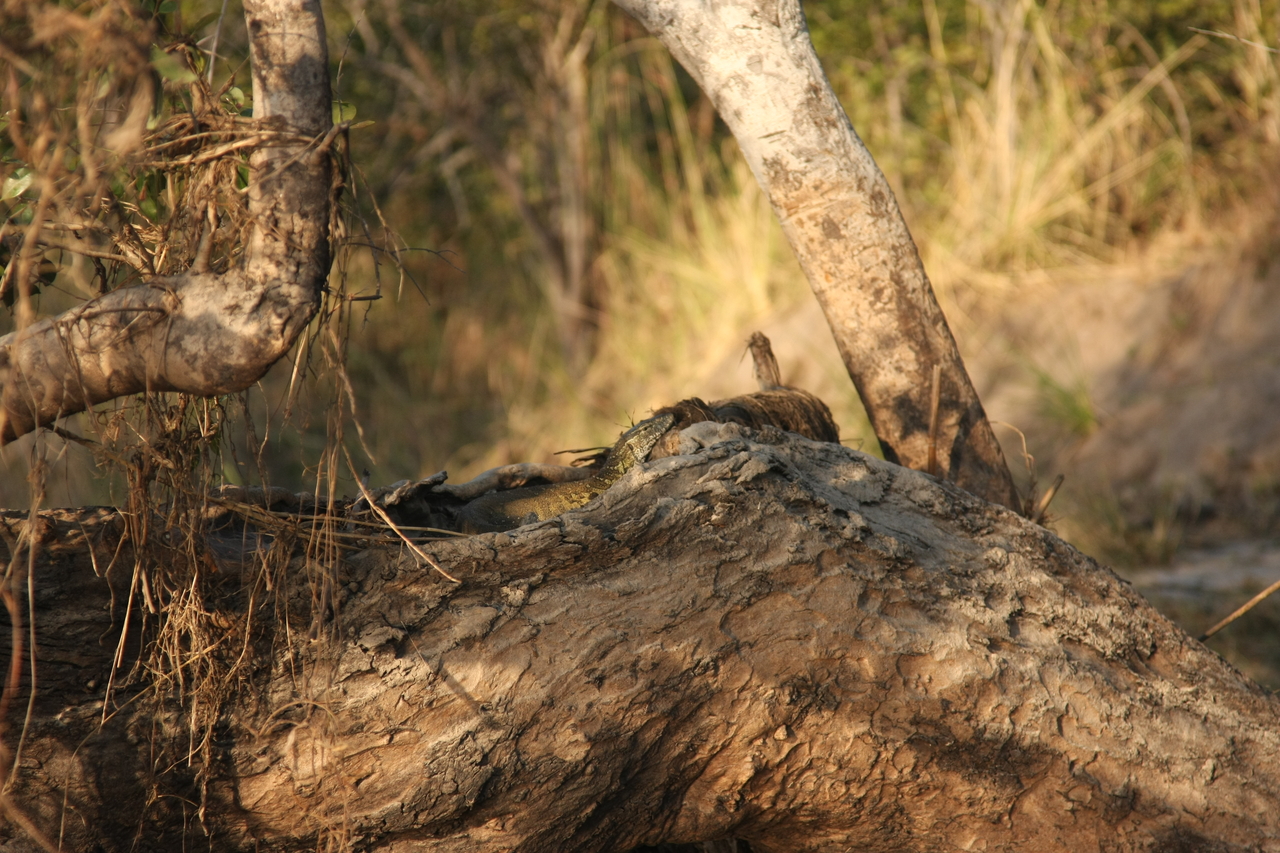 [28441] 2016_07_02_11_00_50_Africa_Canon_EOS_40D_IMG__12119.jpg