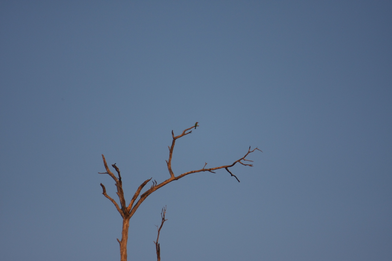 [28508] 2016_07_02_11_24_07_Africa_Canon_EOS_40D_IMG__04695.jpg