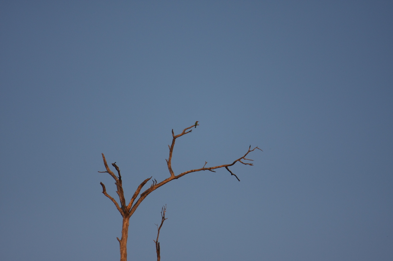 [28509] 2016_07_02_11_24_07_Africa_Canon_EOS_40D_IMG__04696.jpg